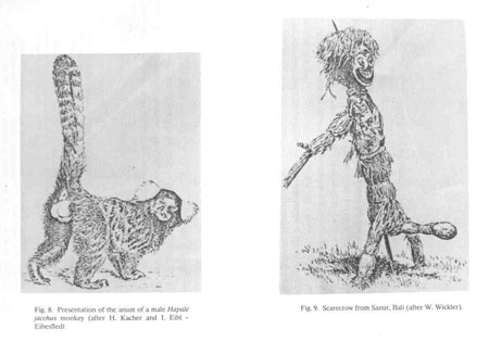 (a) presentacion del ano de un primate macho. Segun I. Eibl-Eibesfeldt. (b) Espantapajaros de la Isla de Bali. Segun W. Wickler