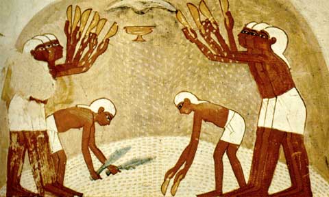 Trabajadores aventando el trigo con las cabezas cubiertas con paños