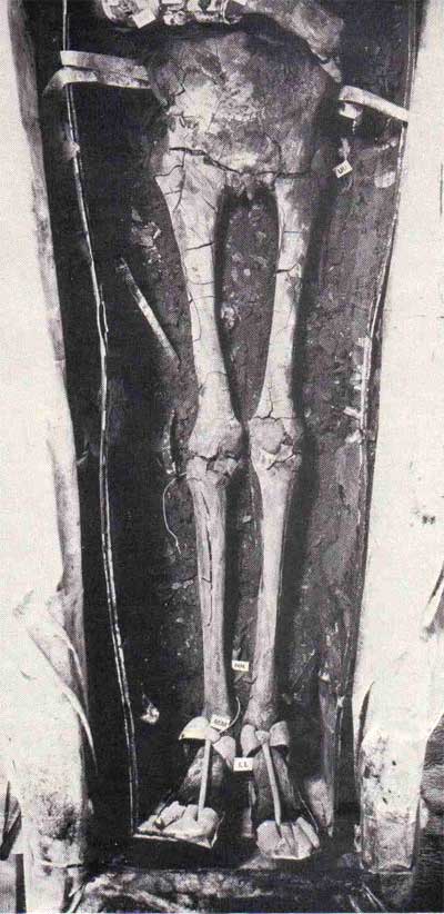 Fotografía 9a. Panorámica general de la mitad inferior de la momia