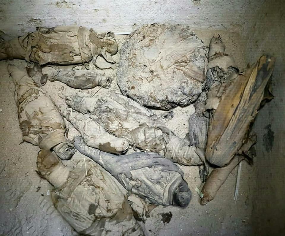 momias-animales-egipto
